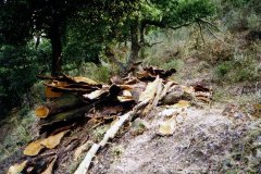 corsica-tree-bark-cork